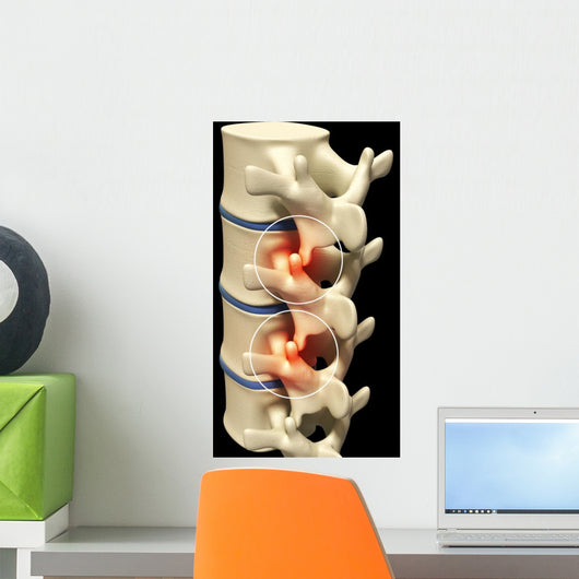Human Spine