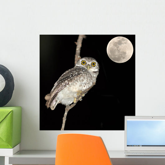 Owl Bird