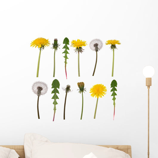 Dandelion flowers and leaves isolated on white Wall Decal