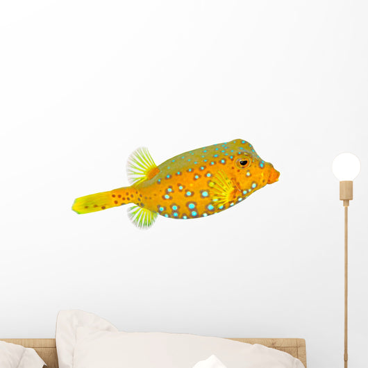 The Yellow Boxfish (Ostracion cubicus). Wall Decal