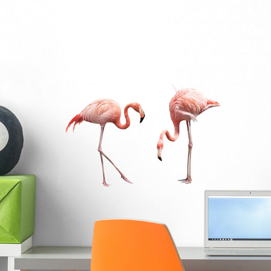 Two Flamingo