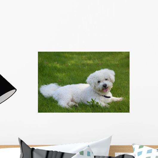 Bichon Frise