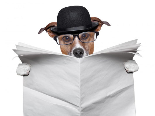 British dog reading Wall Decal