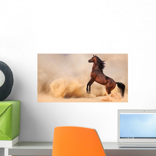 Arabian Horse Running out