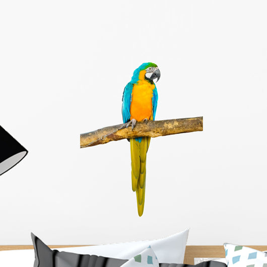 Beautiful Pet Parrot