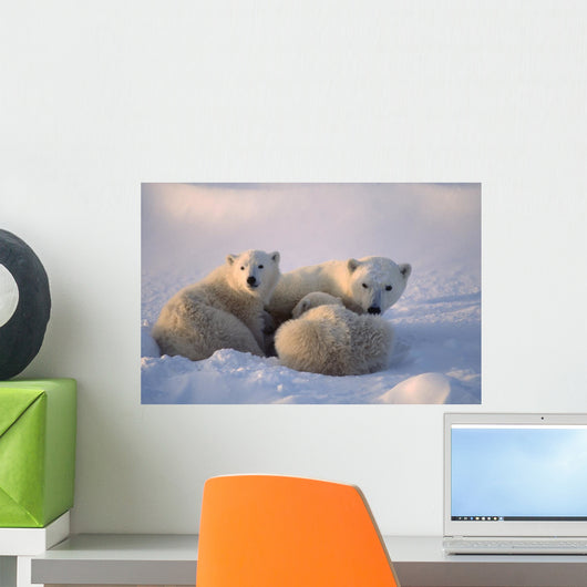 Polar Bearsfemale Cub Is Nursing Canadian Arctic Wall Mural