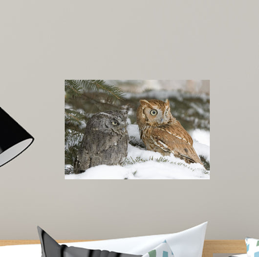 Screech Owls Wall Mural