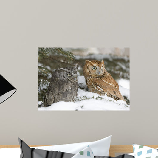 Screech Owls Wall Mural