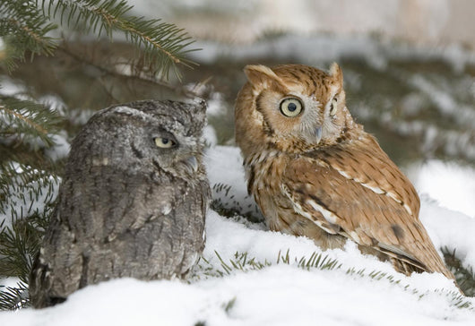 Screech Owls Wall Mural