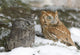 Screech Owls Wall Mural