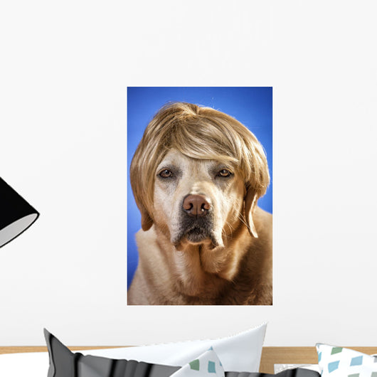 Labrador with Wig Wall Mural