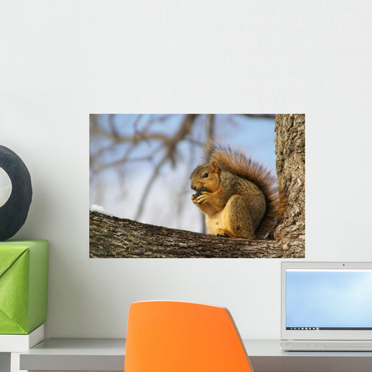Fox Squirrel 1 Wall Mural