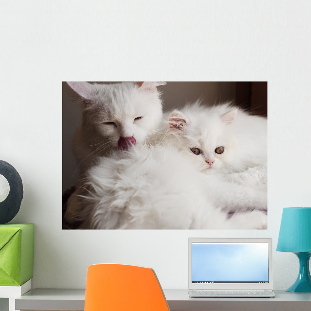 Adorable White Persian Cat Wall Mural Wallmonkeys