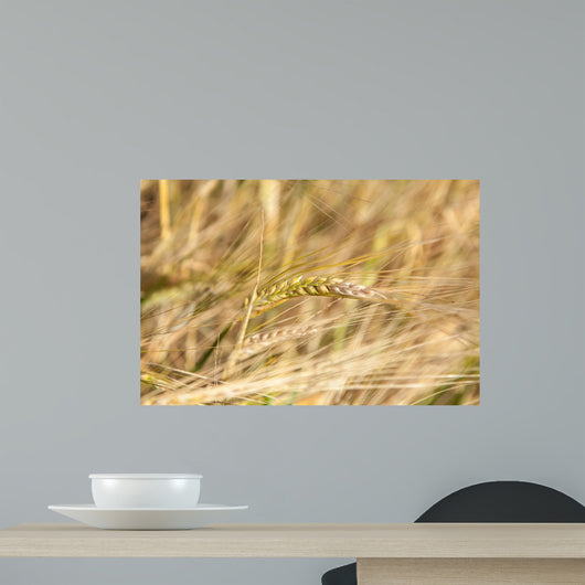 Close-Up of Ripe Wheat Wall Mural
