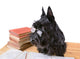Portrait Reading Dog Wall Mural