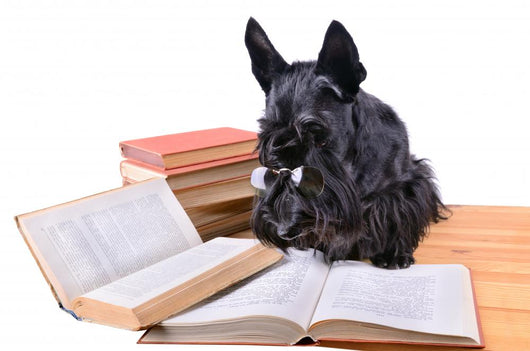 Reading Dog Wall Mural