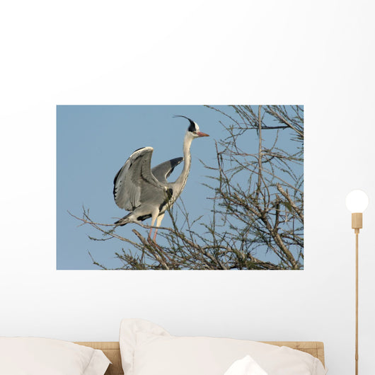 grey heron, ardea cinerea Wall Mural