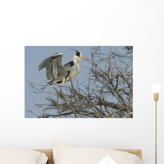 héron cendré, ardea cinerea Wall Mural