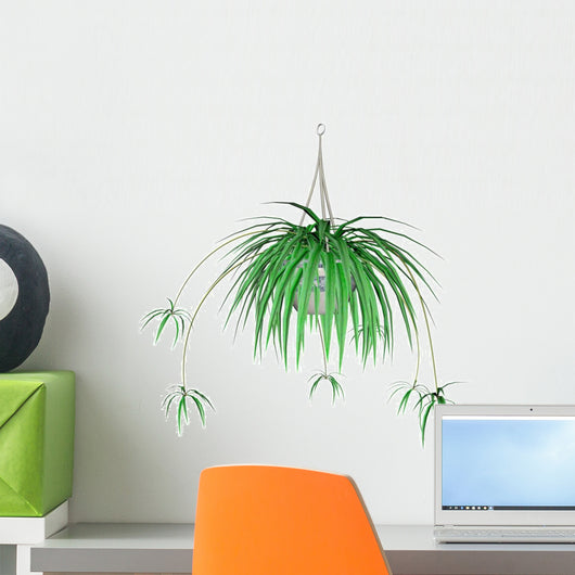 Spider Plant Hanging Plant