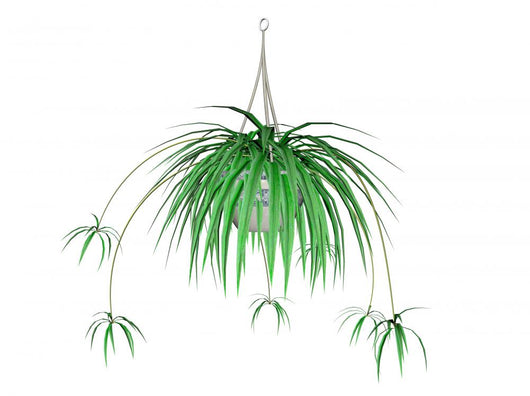Spider Plant Hanging Plant