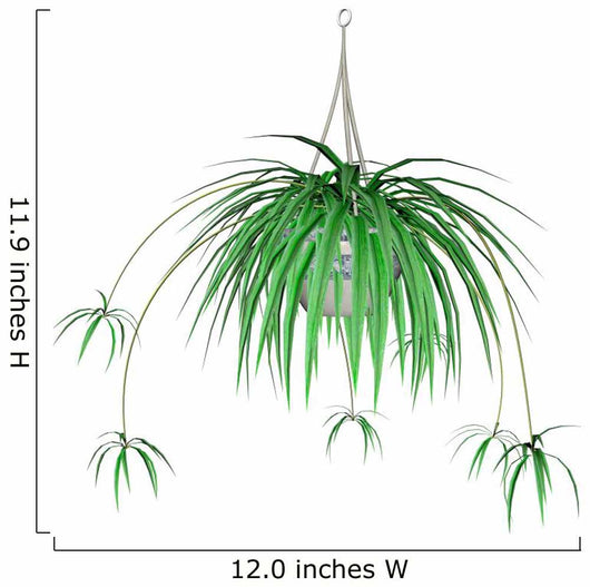 Spider Plant Hanging Plant