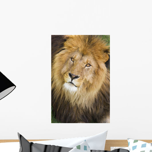 Male Lions Face Wall Mural