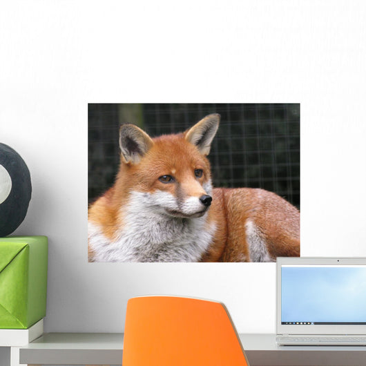 Red Fox Wall Mural