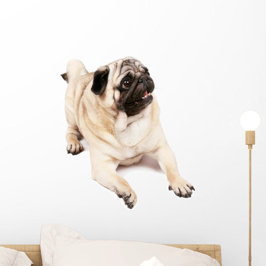Happy Pug