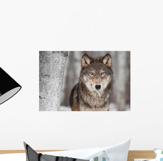 Grey Wolf Canis Lupus