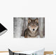 Grey Wolf Canis Lupus