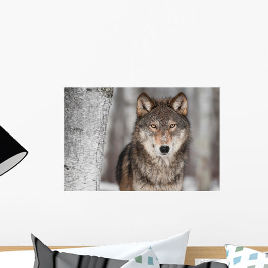 Grey Wolf Canis Lupus