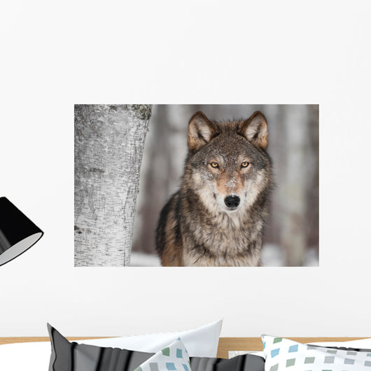 Grey Wolf Canis Lupus