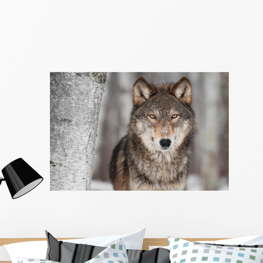 Grey Wolf Canis Lupus