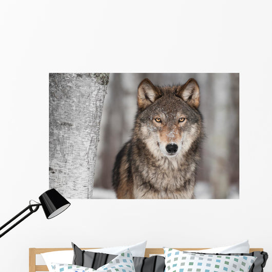 Grey Wolf Canis Lupus