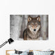 Grey Wolf Canis Lupus