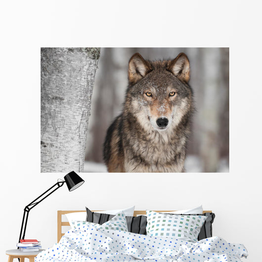 Grey Wolf Canis Lupus