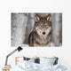 Grey Wolf Canis Lupus