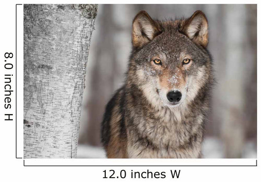 Grey Wolf Canis Lupus