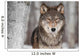 Grey Wolf Canis Lupus