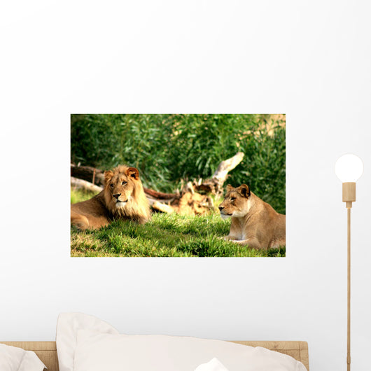 Pride of Lions Wall Mural