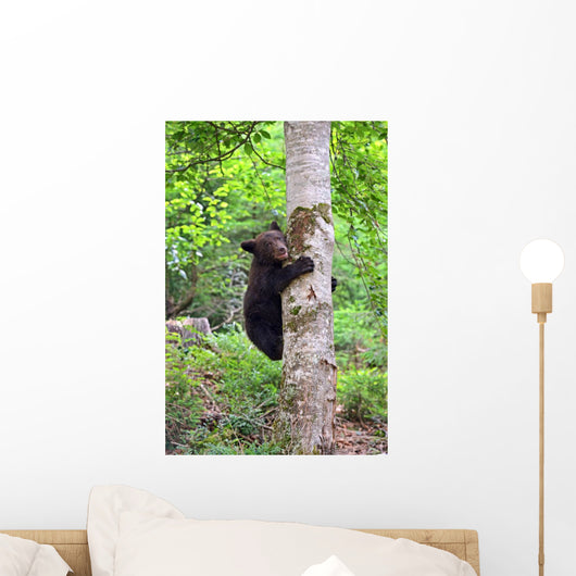 Little Bear Wall Mural