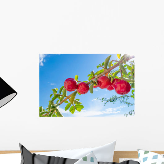 Acerola