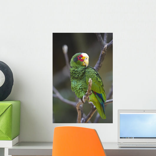 Yellow Lored Parrot Amazona