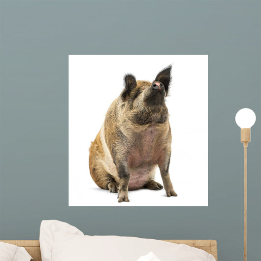 Domestic Pig Sitting and