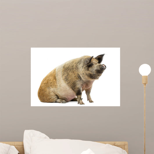 Domestic Pig Sitting and