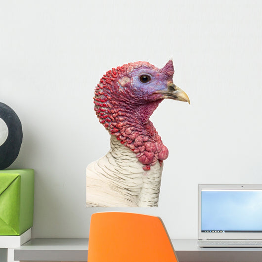 Close-up of a Turkey, Meleagris Gallopavo, Isolated on White Wall Decal
