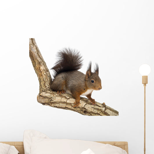 Side View of a Red Squirrel, Sciurus Vulgaris, Standing Wall Decal