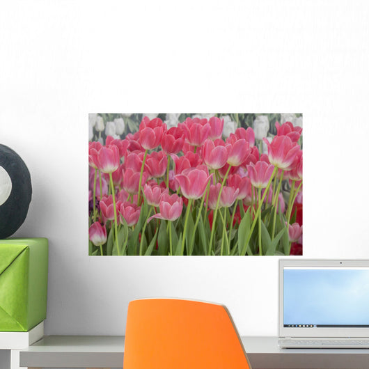 Flower Pink Tulips