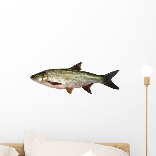 asp predatory freshwater fish on white background Wall Decal
