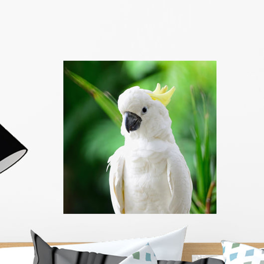 Sulphur-crested Cockatoo